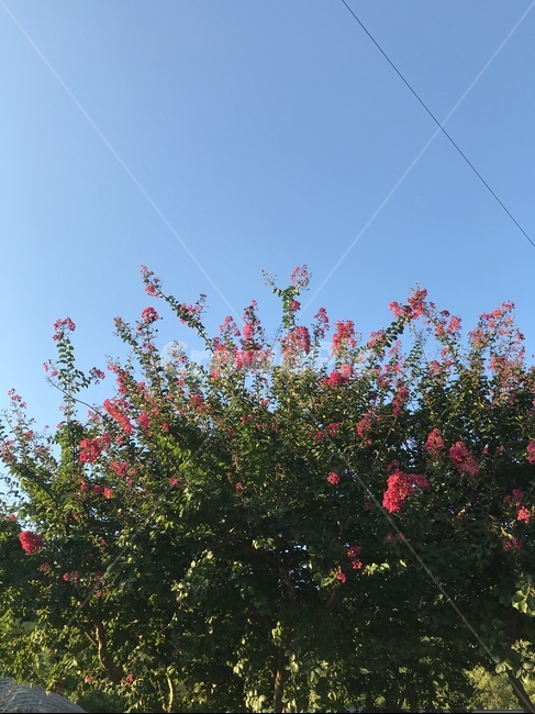 plant,식물,나무,꽃,하늘,tree,sky