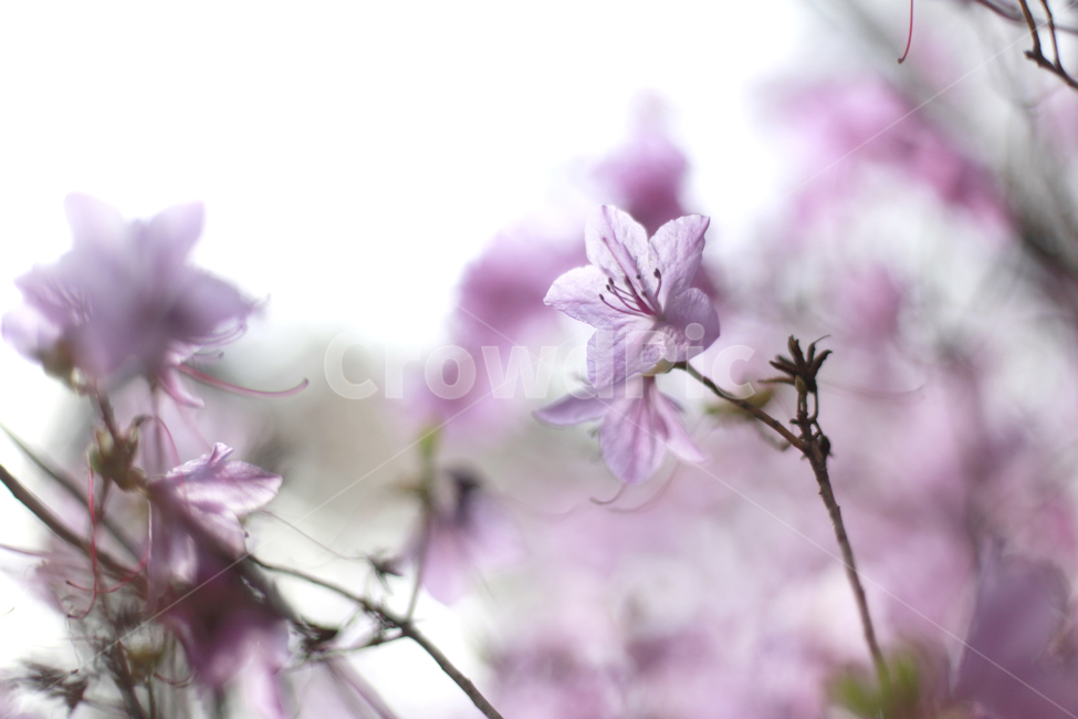 진달래꽃,꽃,봄,봄꽃,아웃포커스,식물,자연,plants,nature,꽃,flower