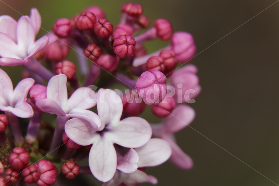plant,식물,blossom,꽃,flower