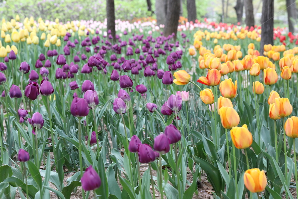 튤립,꽃,봄,계절,자연,공원,꽃밭,꽃길,색깔,tulips,flowers,spring,season,nature,field,park,colors,colorful,landscape,풍경,봄날,봄,계절,spring,season,식물,자연,plants,nature,꽃,flower,plant,blossom
