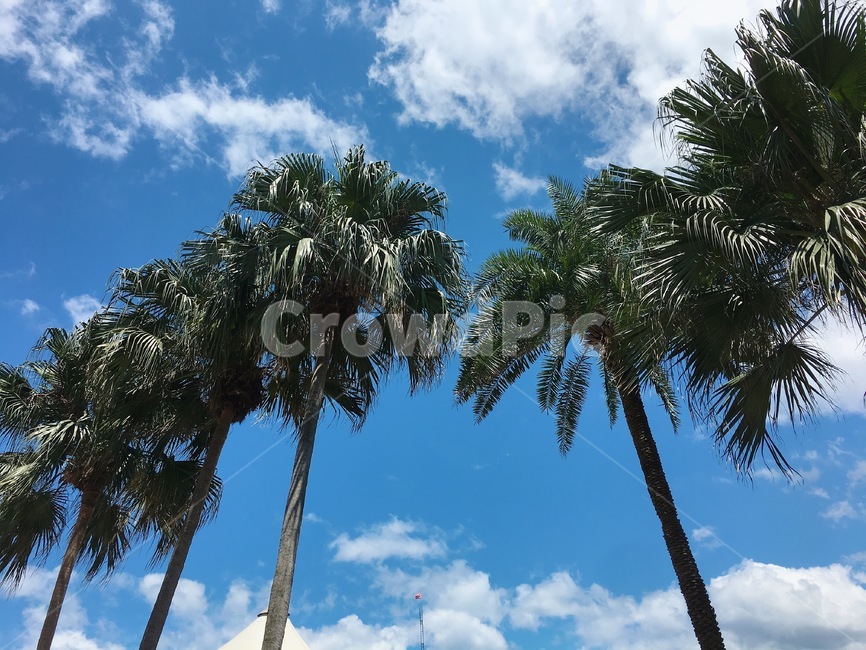 야자수,햇빛,light,빛,sunlight,하늘,여름,뜨거움,tree,arecaceae,summer,나무,sky,식물,자연,plants,nature,나무,trees,wood