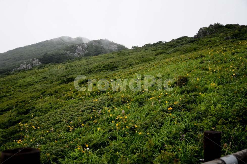 덕유산,원추리꽃,원추리능선,덕유원추리,원추리군락,자연,풍경,nature,landscape,한국자연풍경,한국자연경관,korea nature landscape,outdoors,옥외,grassland,목초지,field,들