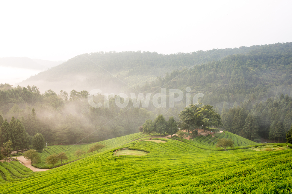 보성다원,녹차밭,일출,보성녹차밭,보성녹차,녹차,아침다원,다원의아침,녹차밭의아침,안개낀다원,안개,자연,풍경,nature,landscape,한국자연풍경,한국자연경관,korea nature landscape,outdoors,옥외,grassland,목초지,field,들