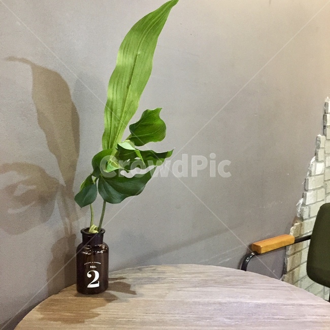 jar,항아리,plant,식물,art,미술,flowerarrangement,꽃꽂이,blossom,pottery,도기류,ornament,vase,병장식,ikebana,이케바나,장식,flower,꽃,실내용화초,화분,화초,house plant