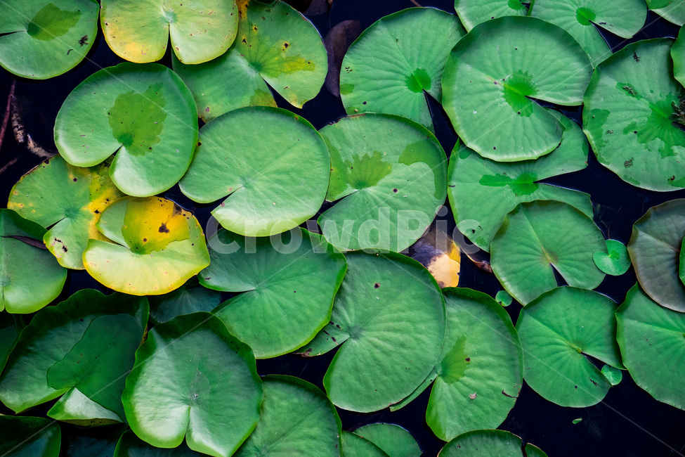 연못,연꽃,연꽃잎,자연,nature,pond,leaf,식물,자연,plants,nature