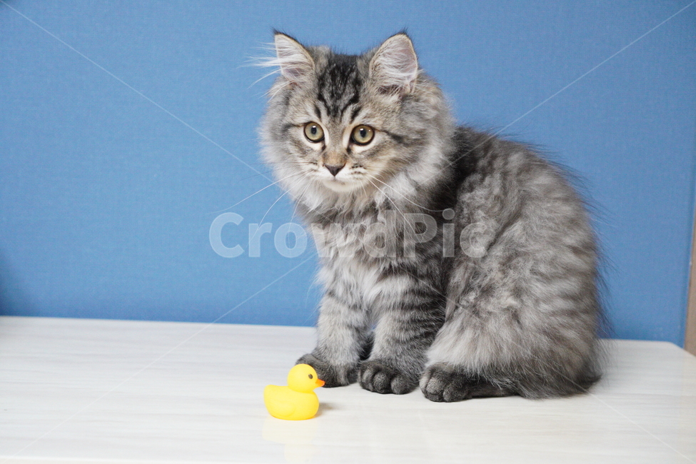 고양이,어린고양이,귀여운고양이,페르시안고양이,냥이,야옹이,반려묘,cat,cutecat,동물,animal,포유류,mammal,고양이,cat,kitten,kitty