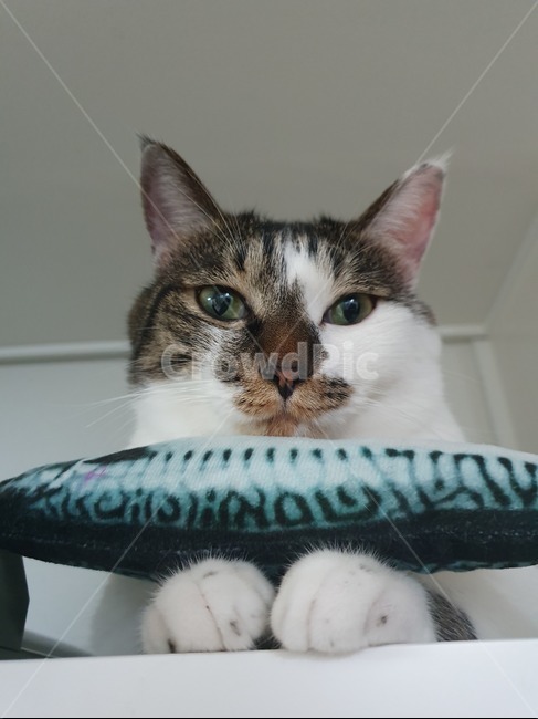 고양이,낮잠,휴식,cat,반려묘,광합성,animal,포유류,mammal,pet,애완동물
