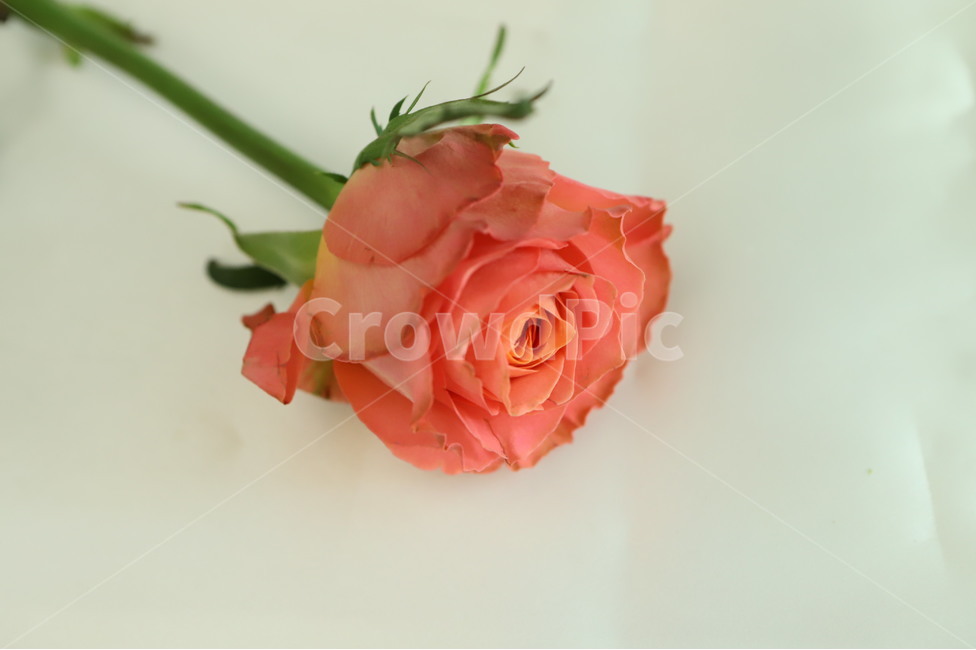 plant,식물,flower,꽃,blossom,flowerarrangement,feeling,sensible,자연,색감,색깔,색채,시즌,nature,감성사진,따뜻한,힐링,감성,배경,계절,만개,봄,근접,클랄란스,장미,rose,꽃,flower