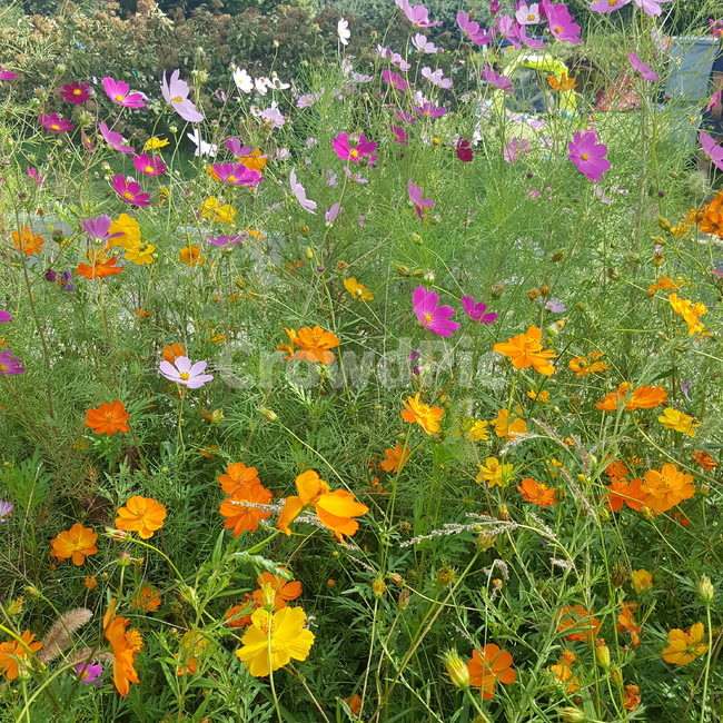자연,꽃,봄,공원,이쁜꽃,nature,flower,식물,자연,plants,nature,꽃,flower