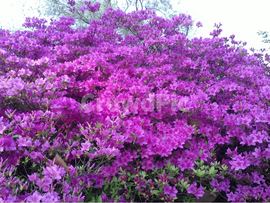 철쭉,철쭉꽃,철쭉군락지,만개한철쭉,분홍철쭉,식물,자연,plants,nature,꽃,flower