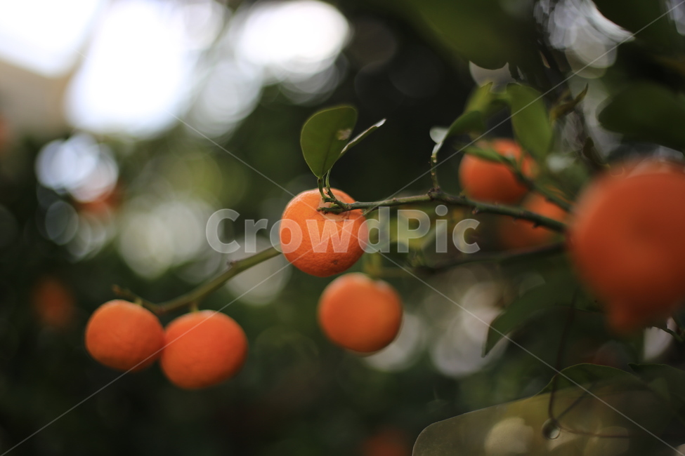 과일,귤,감,까치밥,감나무,계절,열매,식물,자연,plants,nature,과일,열매,fruit