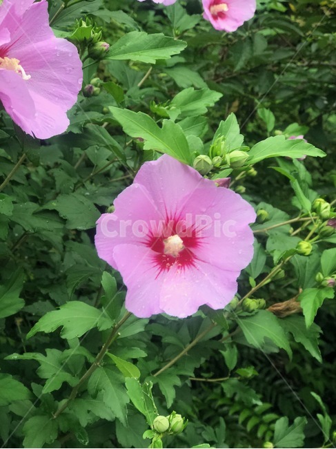 꽃,자연,무궁화,애국,대한민국,식물,자연,plants,nature,꽃,flower