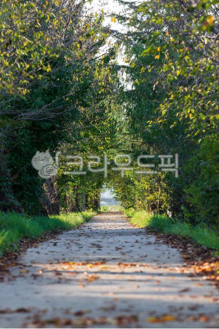 sunset,secluded,trail,ground,fallen,brown,fallen leaves,green,leaf,tree,plant,nature,outdoor,autumn,walk,road,sunlight