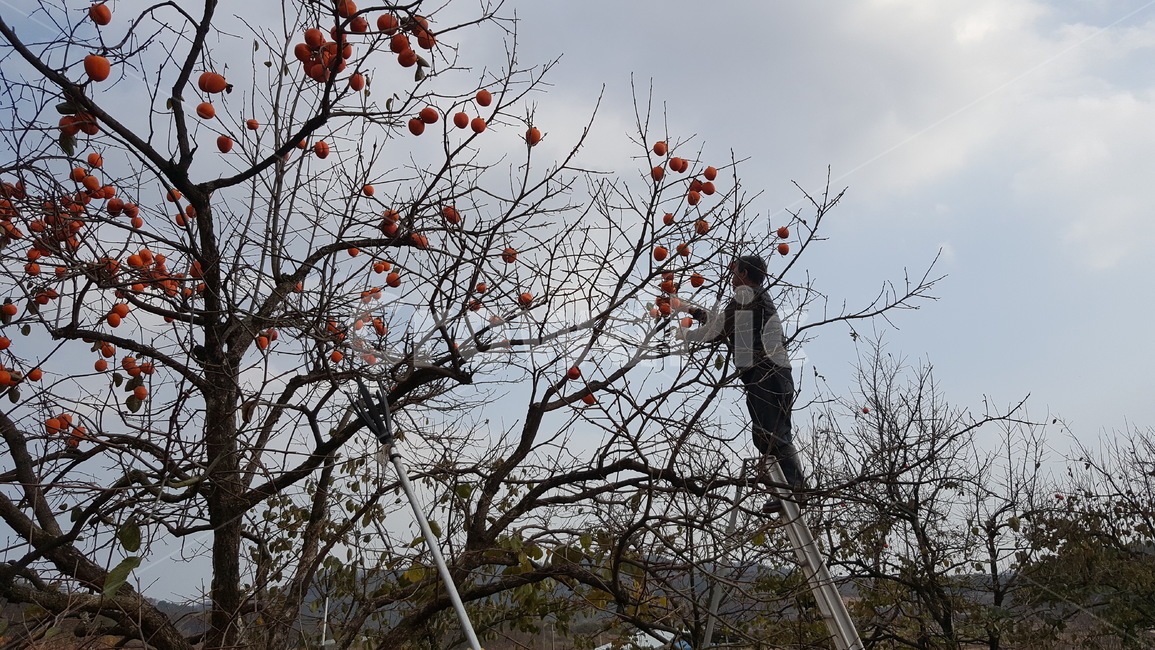 감따는농부,감,대봉감,가을,추억,가을,계절,fall,autumn,season