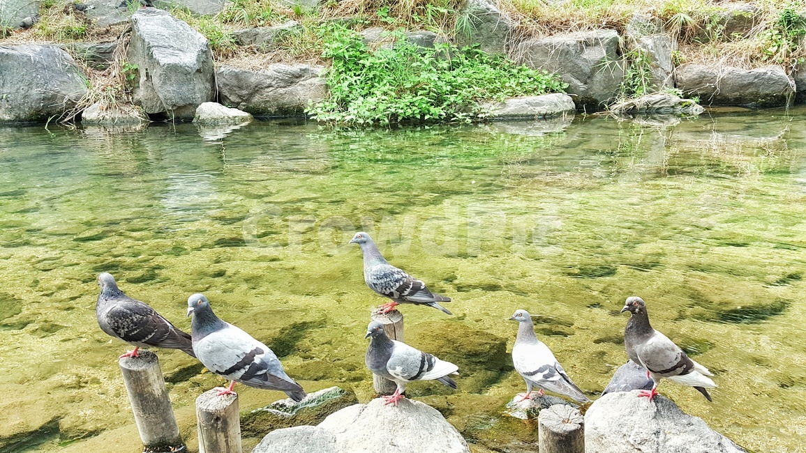 비들기,물,바위,돌,초록,식물,시냇물,새,조류,동물,하천,강,자연,생태,bird,animal,river,nature,water,birds,dove,pigeon
