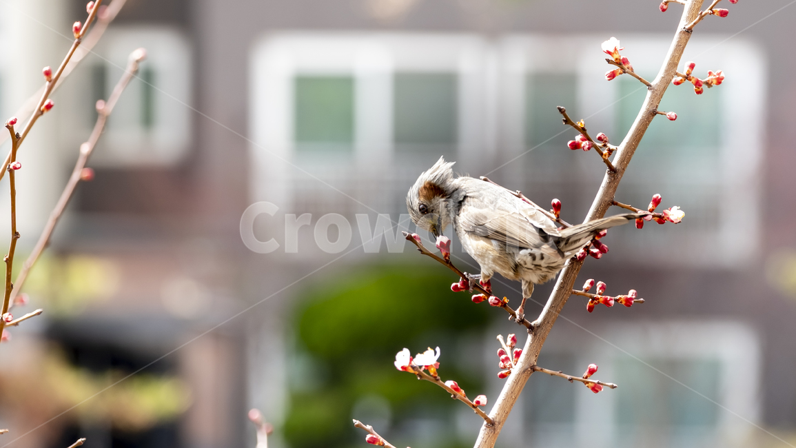 bird,새,animal,동물,살구꽃,봄,꽃,동물,animal,조류,새,birds