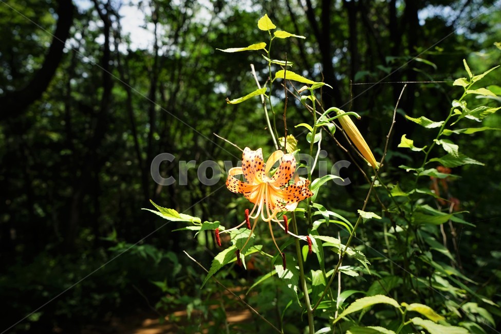 참나리,자연,반점,호랑이,숲속,tigerlily,crumblelily,nature,tiger,forest,woods,식물,자연,plants,nature,꽃,flower
