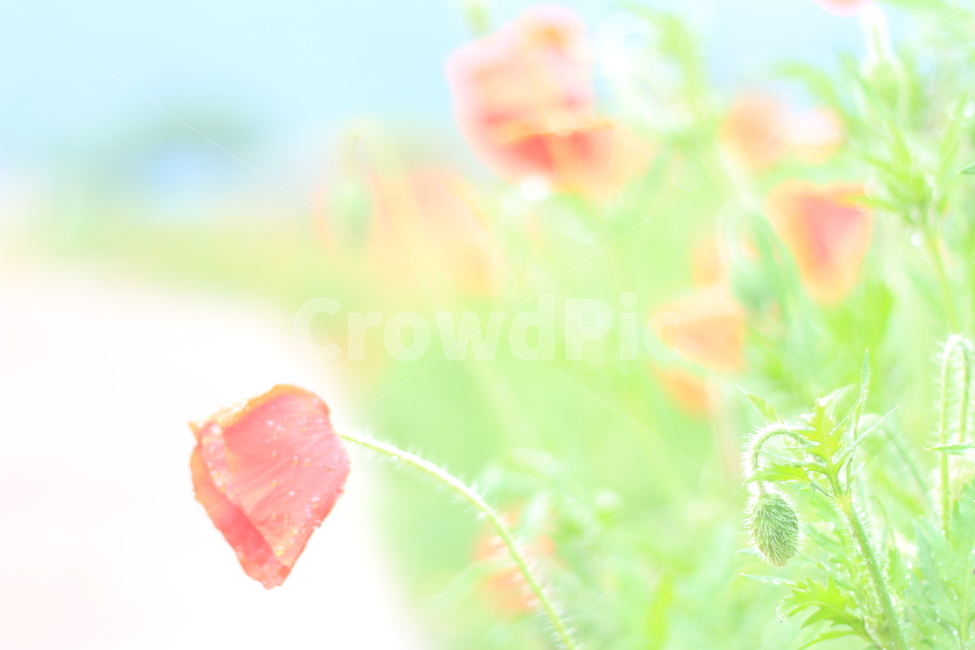 여름,향기,비,양귀비,위로,식물,자연,plants,nature,꽃,flower