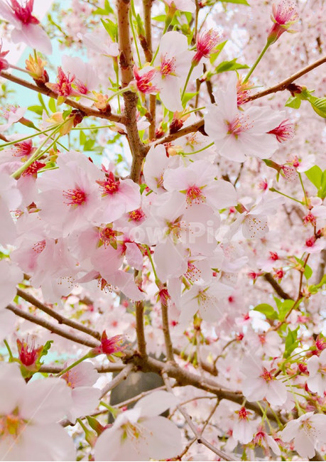 꽃,벚꽃,flower,spring,봄,벚꽃나무,분홍색,핑크,식물,plant,나무,4월,벚꽃축제,봄꽃축제,blossom