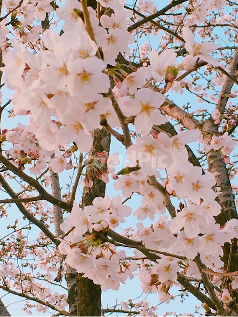 봄날,벚꽃,벚꽃나무,핑크색,꽃잎
