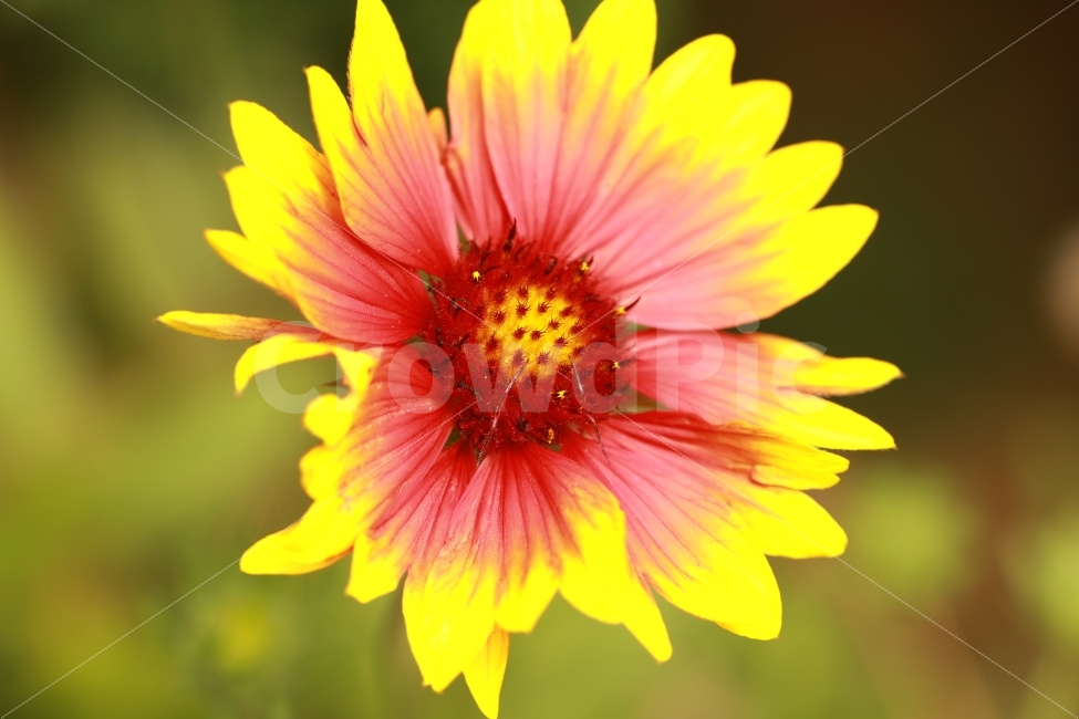 꽃,노랑,빨강,분홍색,자연,natural,blossom,red,yellow,식물,자연,plants,nature,꽃,flower