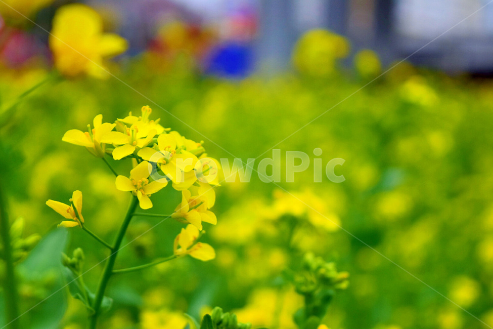 유채,유채꽃,꽃,flower,rapeflower