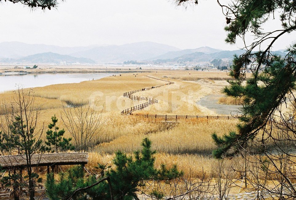 겨울,순천만,순천만습지,순천만풍경,갈대밭풍경,autumn,자연,풍경,nature,landscape,tree,나무,plant,식물,outdoors,옥외,scenery