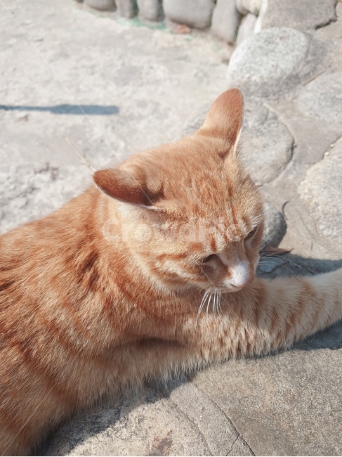 동물,고양이,귀여운,나른한,따듯한