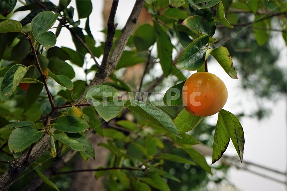 감,감나무,결실,단감,자연,나무,식물,식물,자연,plants,nature,나무,trees,wood,과일,열매,fruit