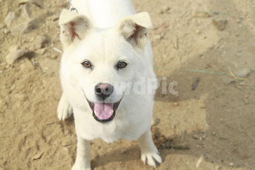 강아지,진돗개,대형견,시골,백구,동물,animal,포유류,mammal,개,강아지,dog,doggy