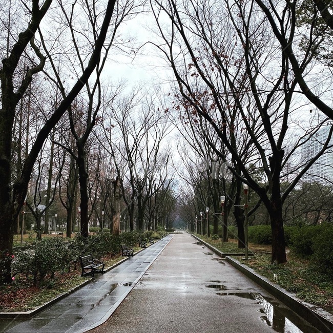 rain,street,japan,가로수길,비