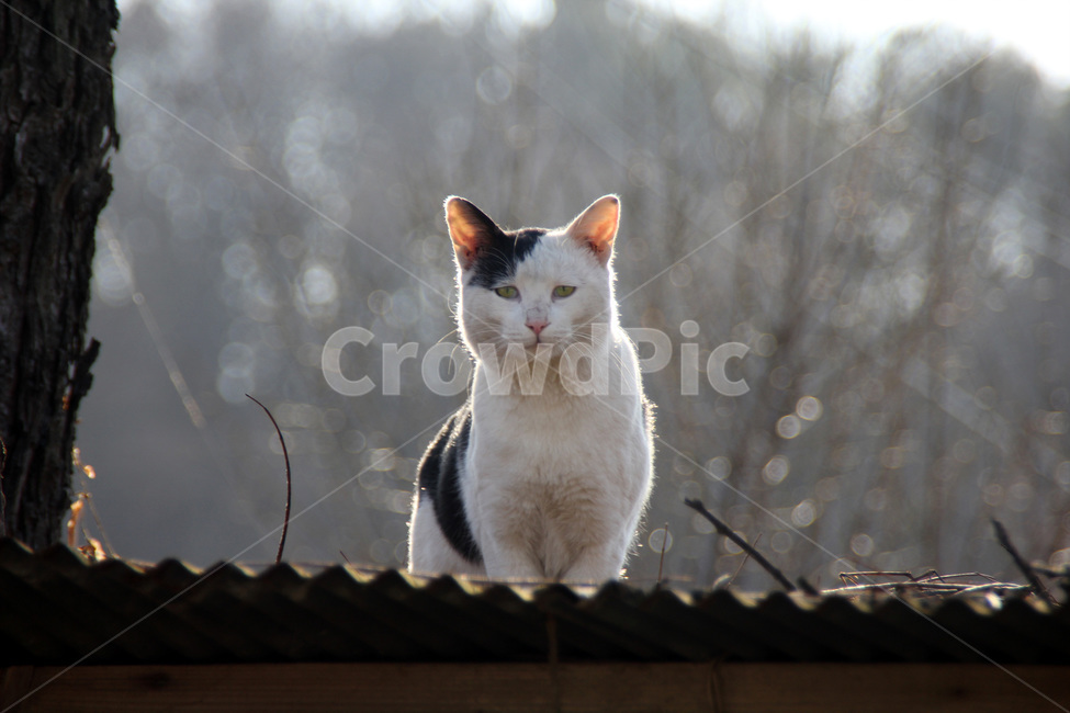 길냥이,고양이,냥이,동물,길고양이,슬픔,바라봄,겨울,동물,animal,포유류,mammal,고양이,cat,kitten,kitty