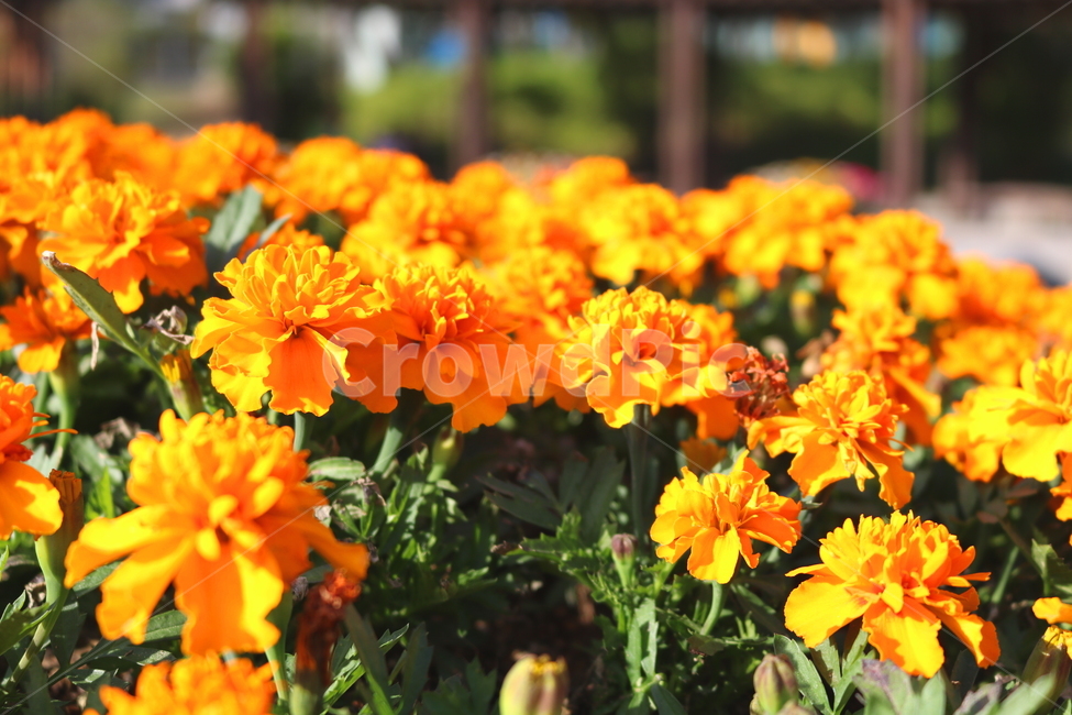 메리골드,메리골드꽃,꽃,식물,국화과,관상용,원예,식물,자연,plants,nature,꽃,flower