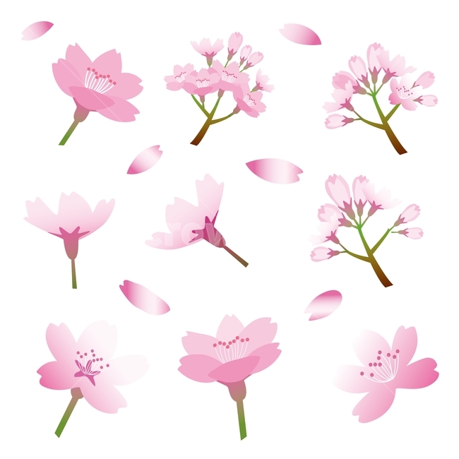 벚꽃,아이콘,그래픽,벚꽃패턴,일러스트,체리블러썸,cherryblossom,4월,봄이미지,패턴,디자인소스,graphic,pattern,illustration,일러스트레이션,벡터,핑크색,분홍색,꽃잎,꽃송이,꽃봉오리,봄,계절,spring,season,꽃,flower,그래픽,일러스트레이션,graphic,illustration,plant,식물,blossom,cherry blossom