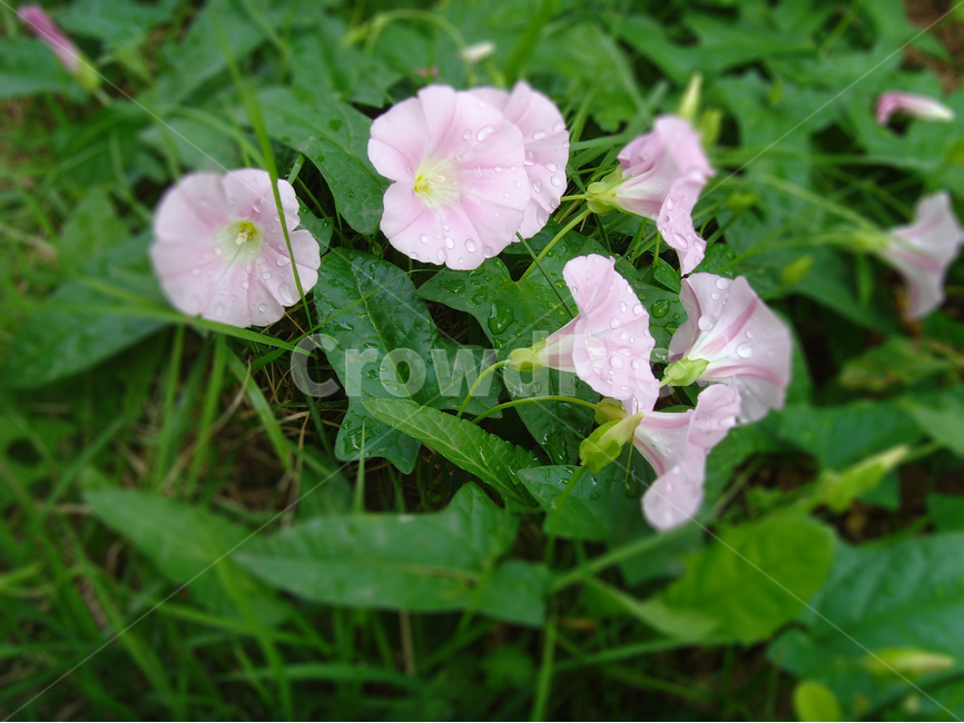 꽃,들꽃,핑크,초록,자연,식물,자연,plants,nature,꽃,flower