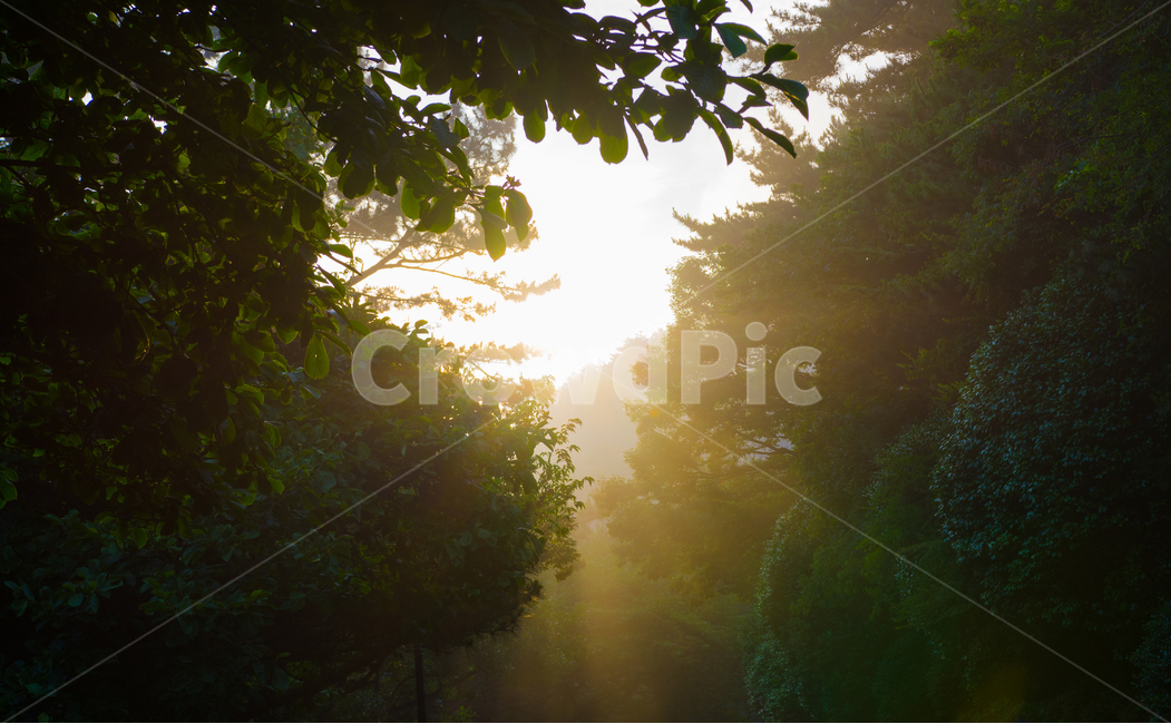 자연,숲,햇빛,초록,나무,반짝반짝,녹색,싱그러움,자연풍경,자연,풍경,nature,landscape,휴식,힐링,rest,relaxation,healing,light,빛,flare,플레어,sunlight