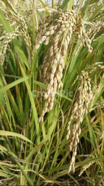 벼이삭,벼,논,가을들판,토종벼,곡류,곡식,cereals,산업,industry,industrial,농업,농사,agriculture,farming,farming industry