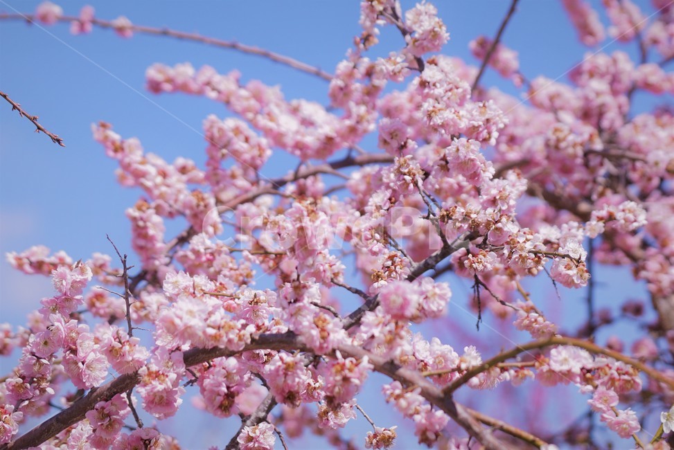 봄,꽃,매화꽃,자연,식물,나무,핑크,따뜻함,계절,nature,spring,season,tree,pink,flower,봄,계절,spring,season,꽃,flower,plant,blossom