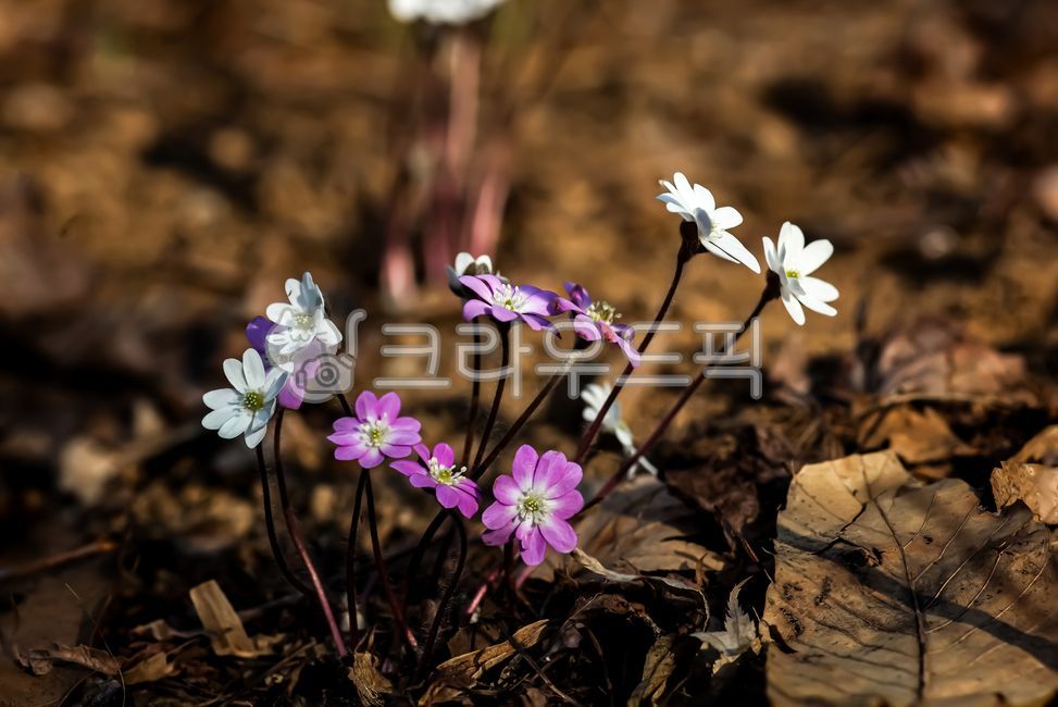 wildflowers,hepatica,white hepatica,Red deer roegi,flower