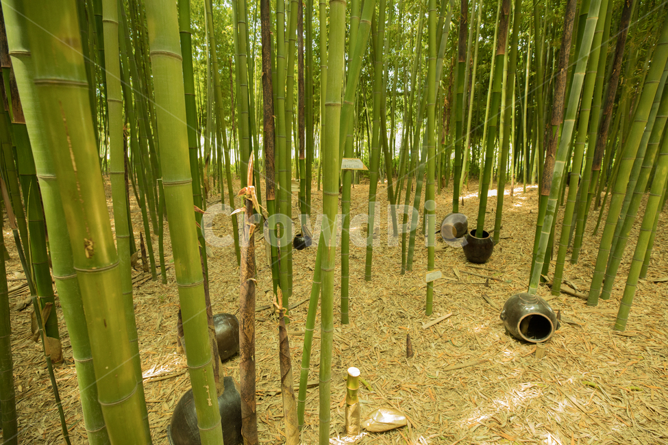 대나무,숲,자연,항아리,낙엽,풍경,landscape,bambusoideae,natural,nature,tree,녹색,자연,풍경,nature,landscape,식물,plants,나무,trees,wood,plant