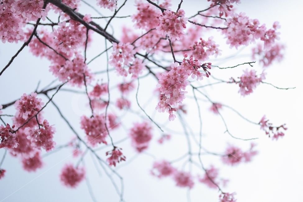 광주,전남,벚꽃,봄,핑크벚꽃,봄,계절,spring,season,식물,자연,plants,nature,꽃,flower,plant,blossom