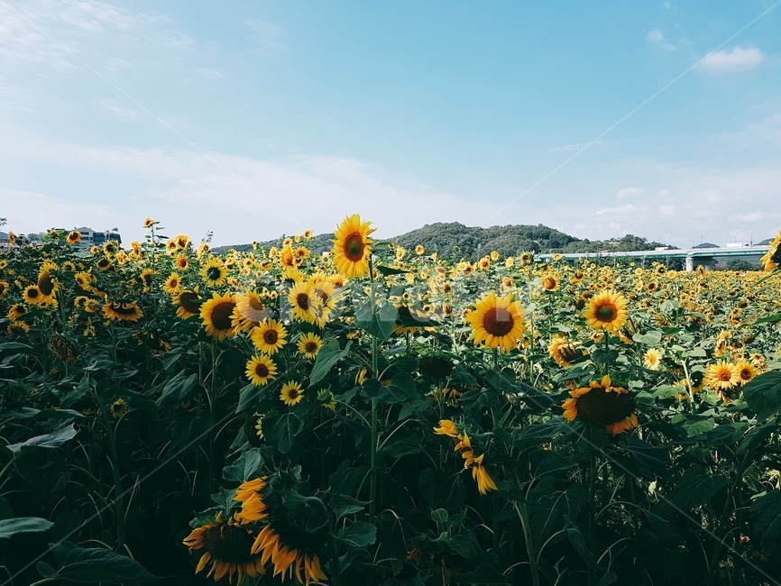 해바라기,sunflower,해바라기밭,꽃,가을,식물,자연,plants,nature,꽃,flower