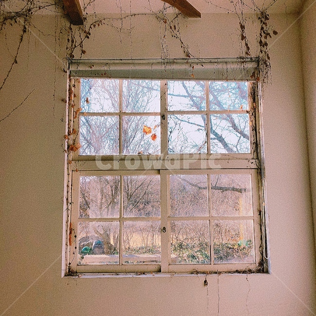 창문,감성,노후,자연,넝쿨