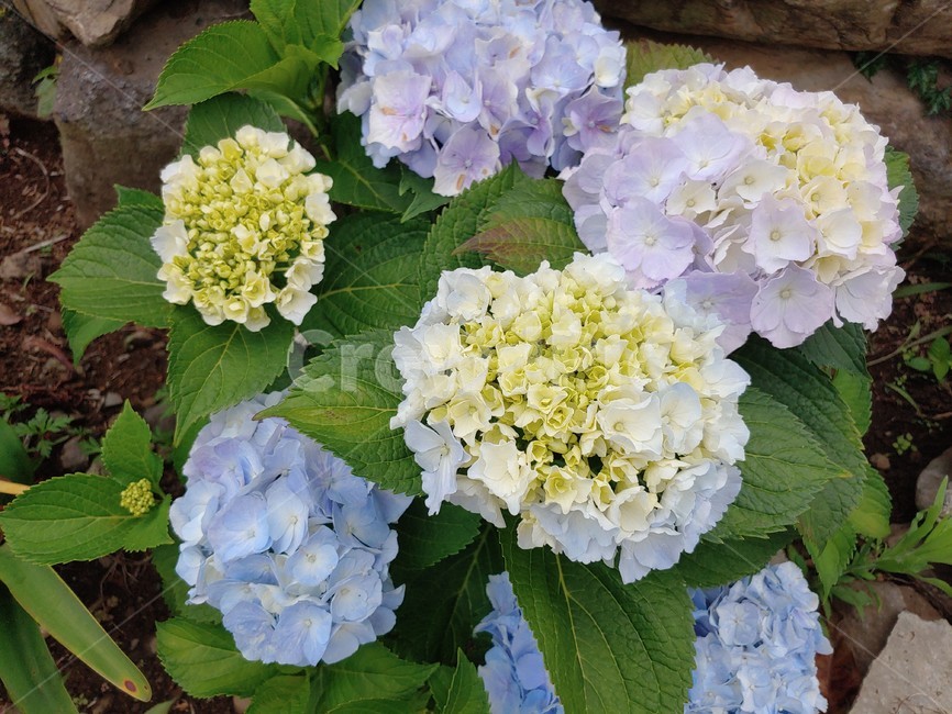 수국,노랑,보라,파랑,꽃,summer,flower,wild,beautiful,pretty,아름다운,예쁜,싱그런,fresh,nature,environment,자연,환경