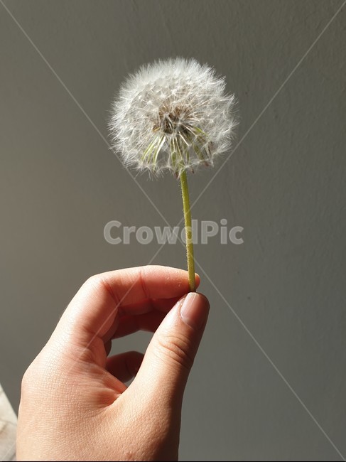 민들레,꽃,홀씨,민들레홀씨,봄꽃,봄,따뜻함,dandelion,flower,spring,씨앗,손,신체일부