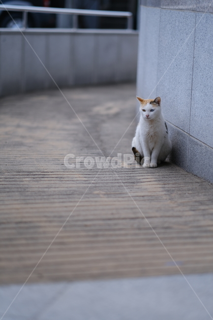 애완동물,고양이,애완묘,반려동물,cat,동물,animal,포유류,mammal,고양이,cat,kitten,kitty