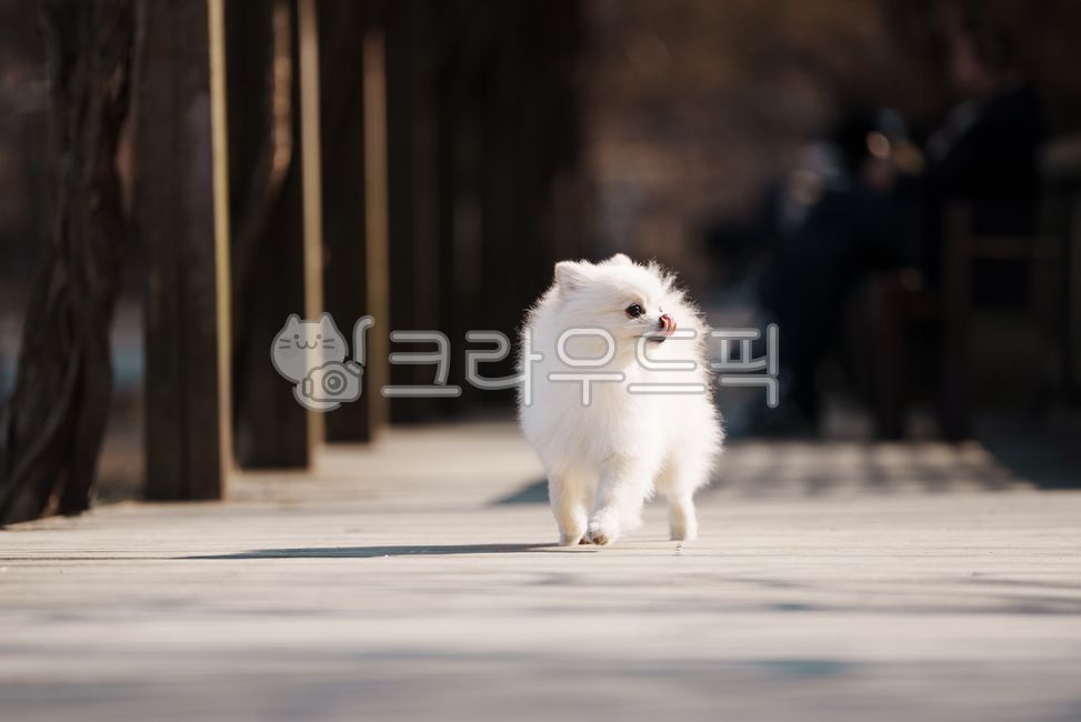 강아지,개,반려견,애완견,반려동물,애완동물,포메라니안,하얀강아지,하얀개,흰강아지,흰개,웃는강아지,달리는강아지,윙크하는강아지,강아지옆모습,포유류,dog,doggy,puppy,pomeranian,whitedog,whitepuppy,runningdog,smilingdog,smilingpuppy