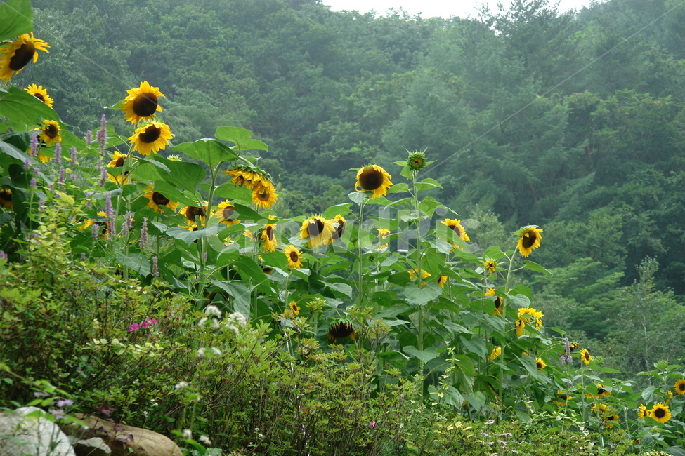 해바라기,여름,태양,해,꽃