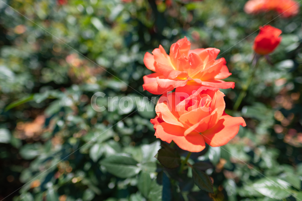 장미,rose,nature,꽃,식물,자연,사람,인물,인간,human,person,영유아,아기,애기,아이,infants,baby,어린이,어린아이,child,children,kid
