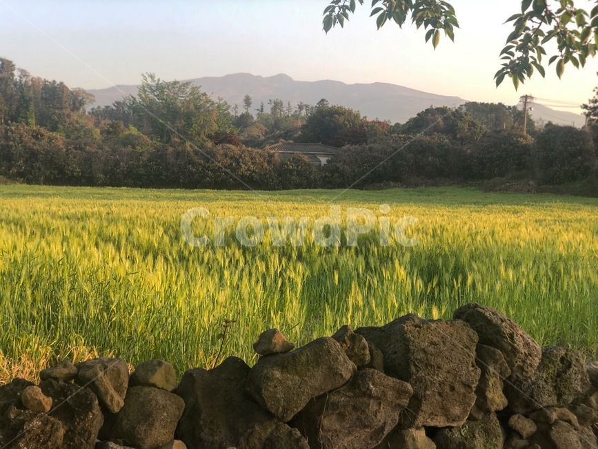 outdoors,grassland,목초지,자연,nature,곡류,곡식,cereals,농업,농사,agriculture,farming,farming industry